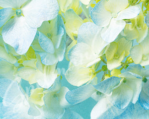 Art Print - Limited Edition 'Floral Impressions' - Contemporary Art