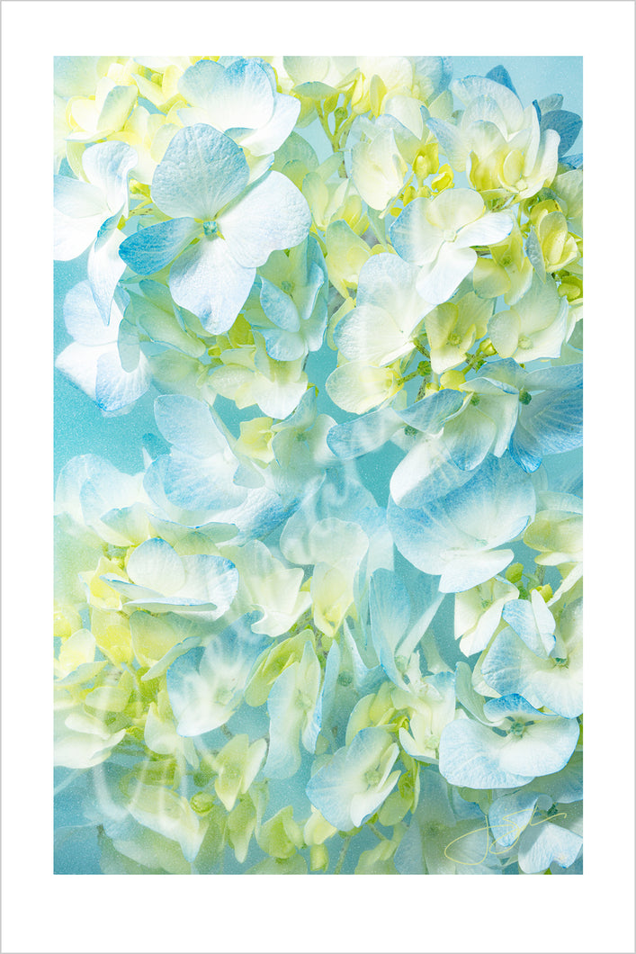 Art Print - Limited Edition 'Floral Impressions' - Contemporary Art