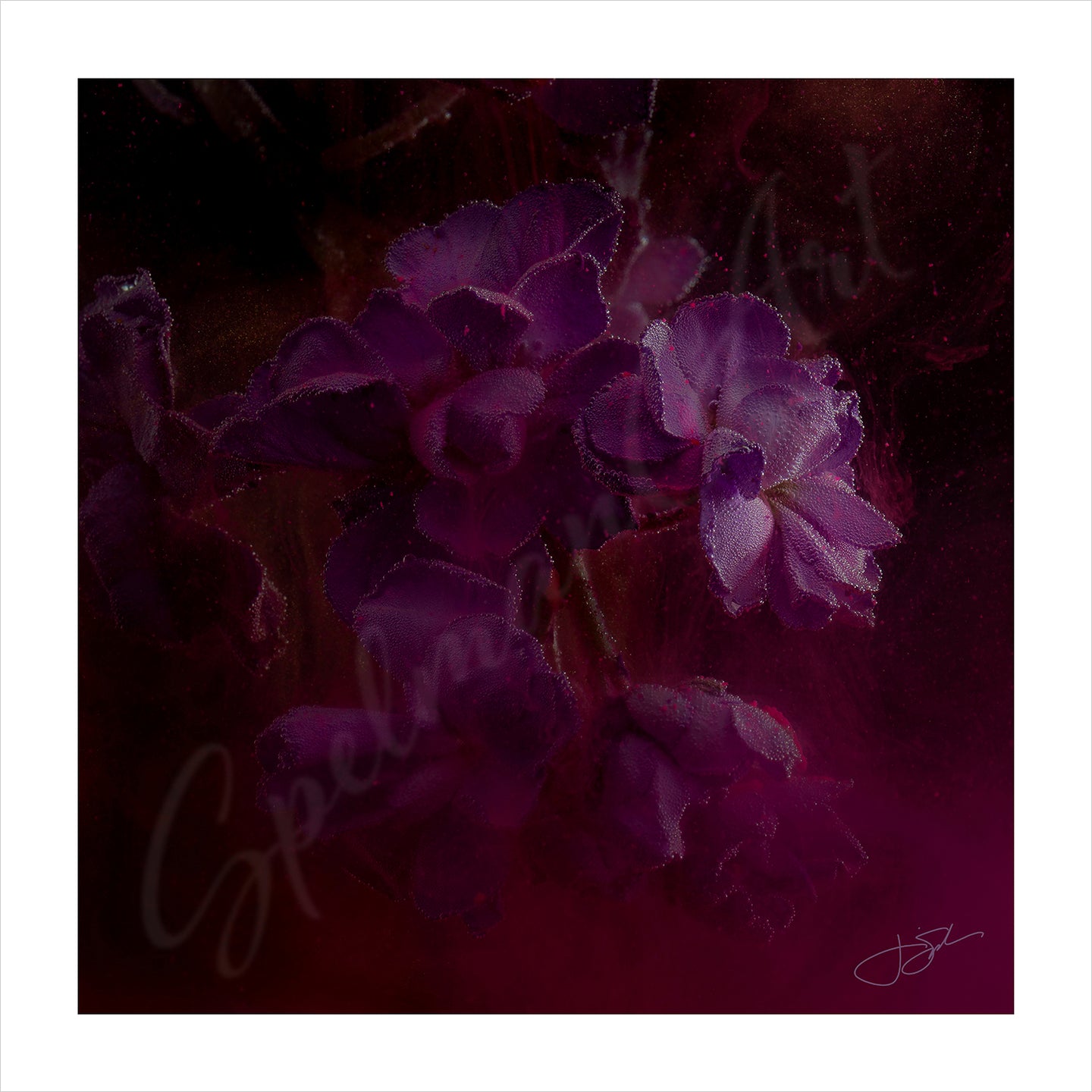 Art Print - Limited Edition 'Magenta Dreams' - Contemporary Art
