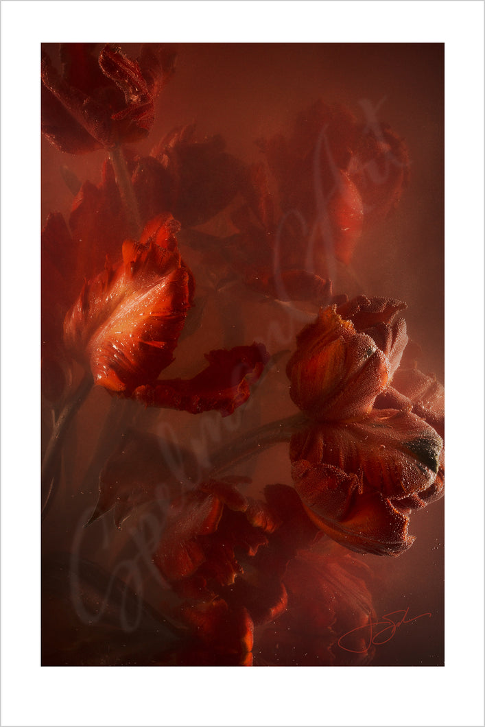 Art Print - Limited Edition 'Underwater Tulips' - Contemporary Art